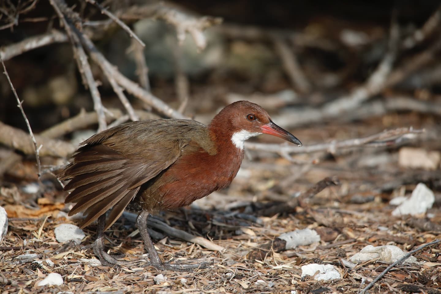 Day 2 in our Aldabra Christmas Series. (4/4)
