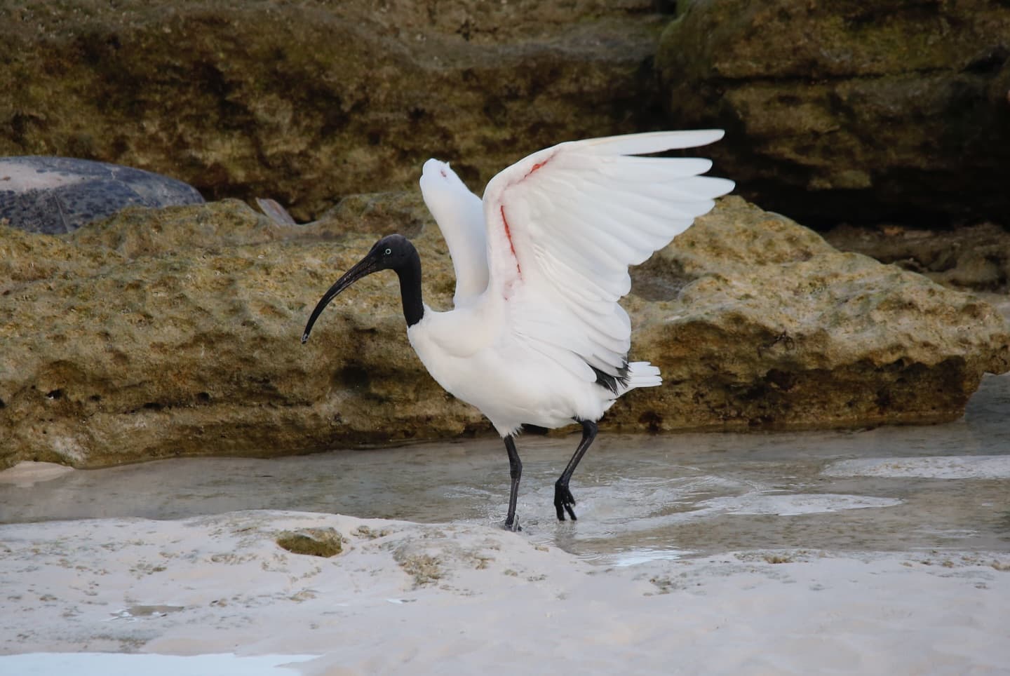 Day 11 in our Aldabra Christmas Series. (1/3)