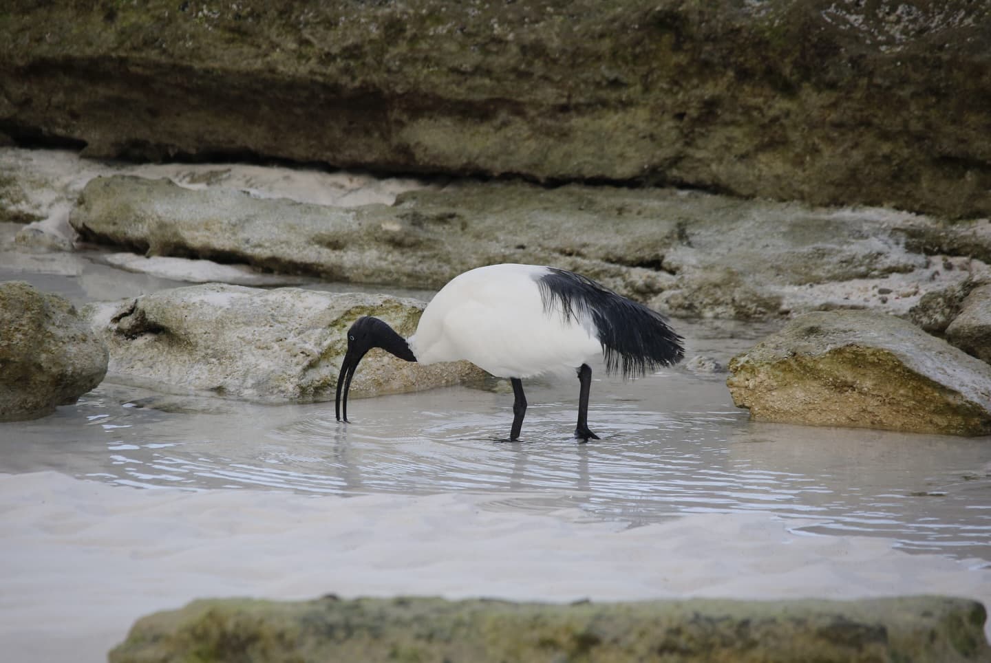 Day 11 in our Aldabra Christmas Series. (2/3)