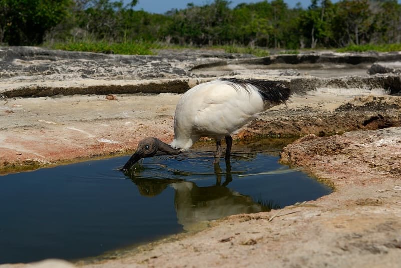 Day 11 in our Aldabra Christmas Series. (3/3)