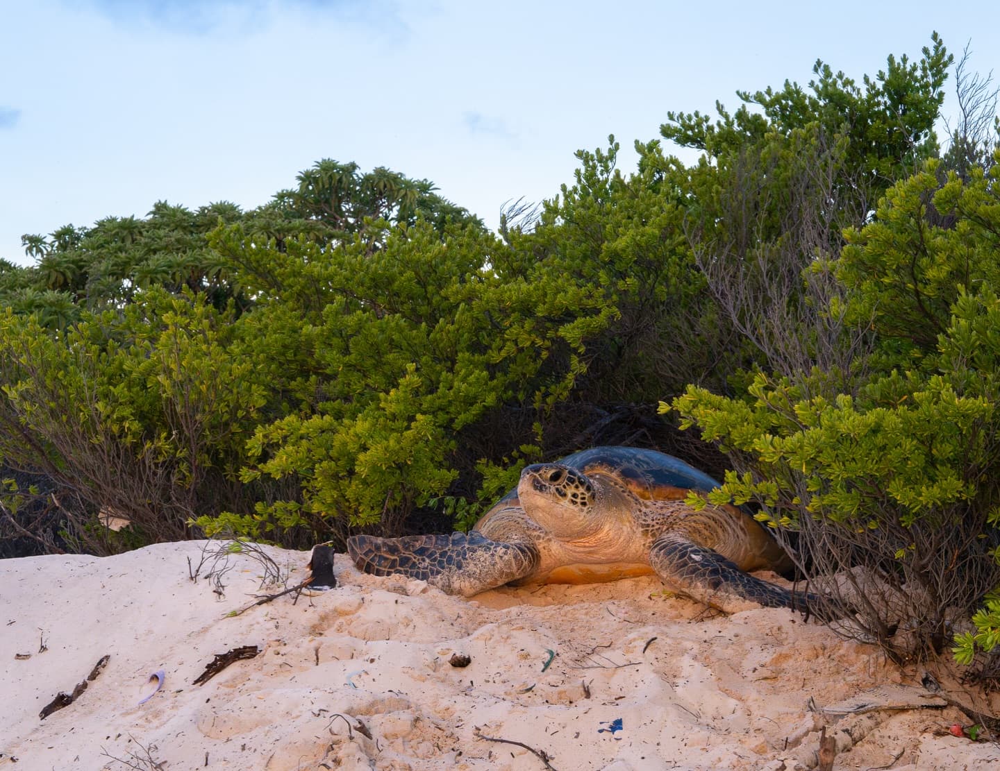 Day 12 in our Aldabra Christmas Series. (1/4)