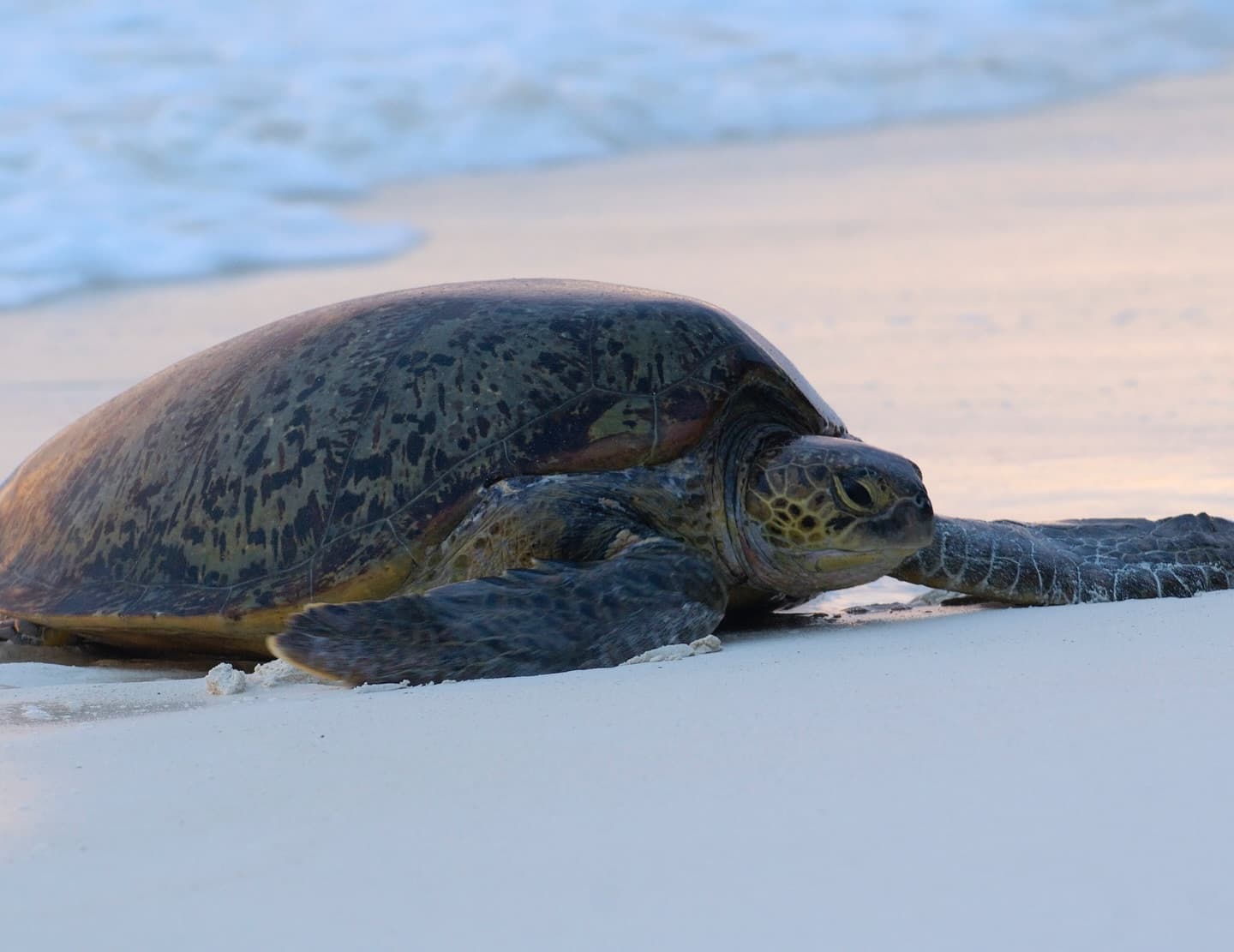 Day 12 in our Aldabra Christmas Series. (2/4)