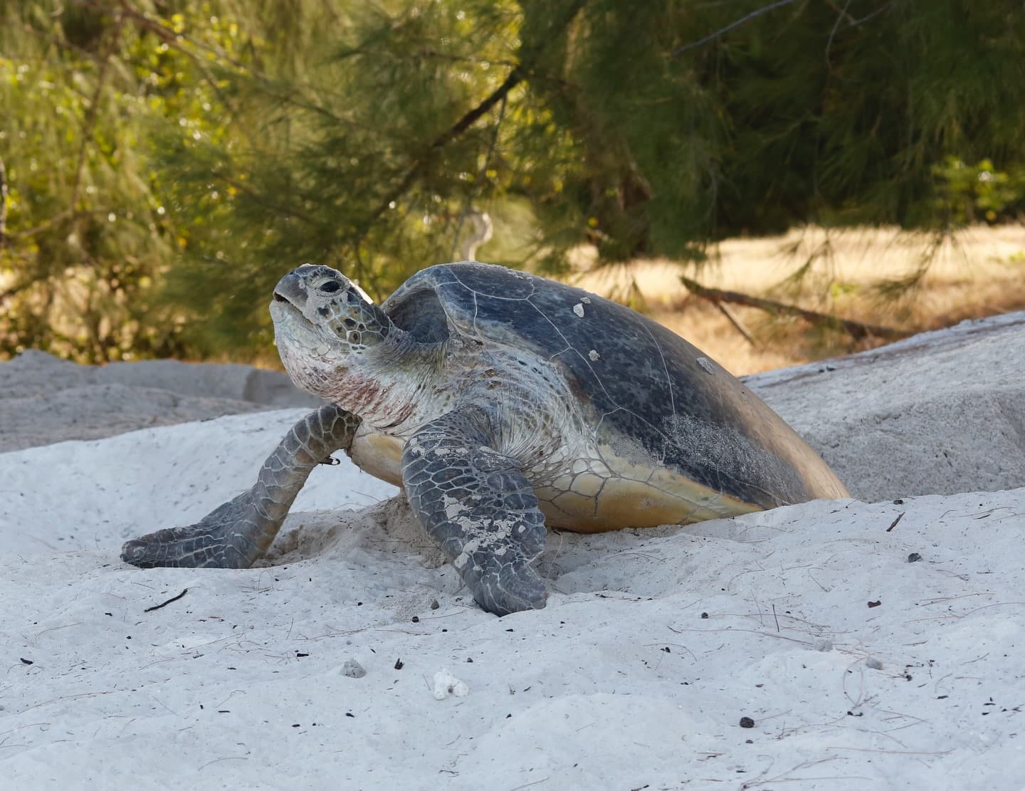 Day 12 in our Aldabra Christmas Series. (4/4)