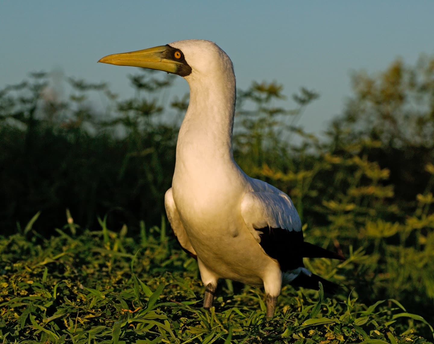 Meet the Masked Booby (Sula dactylatra) Also called the “masked gannet” or “blue-faced…