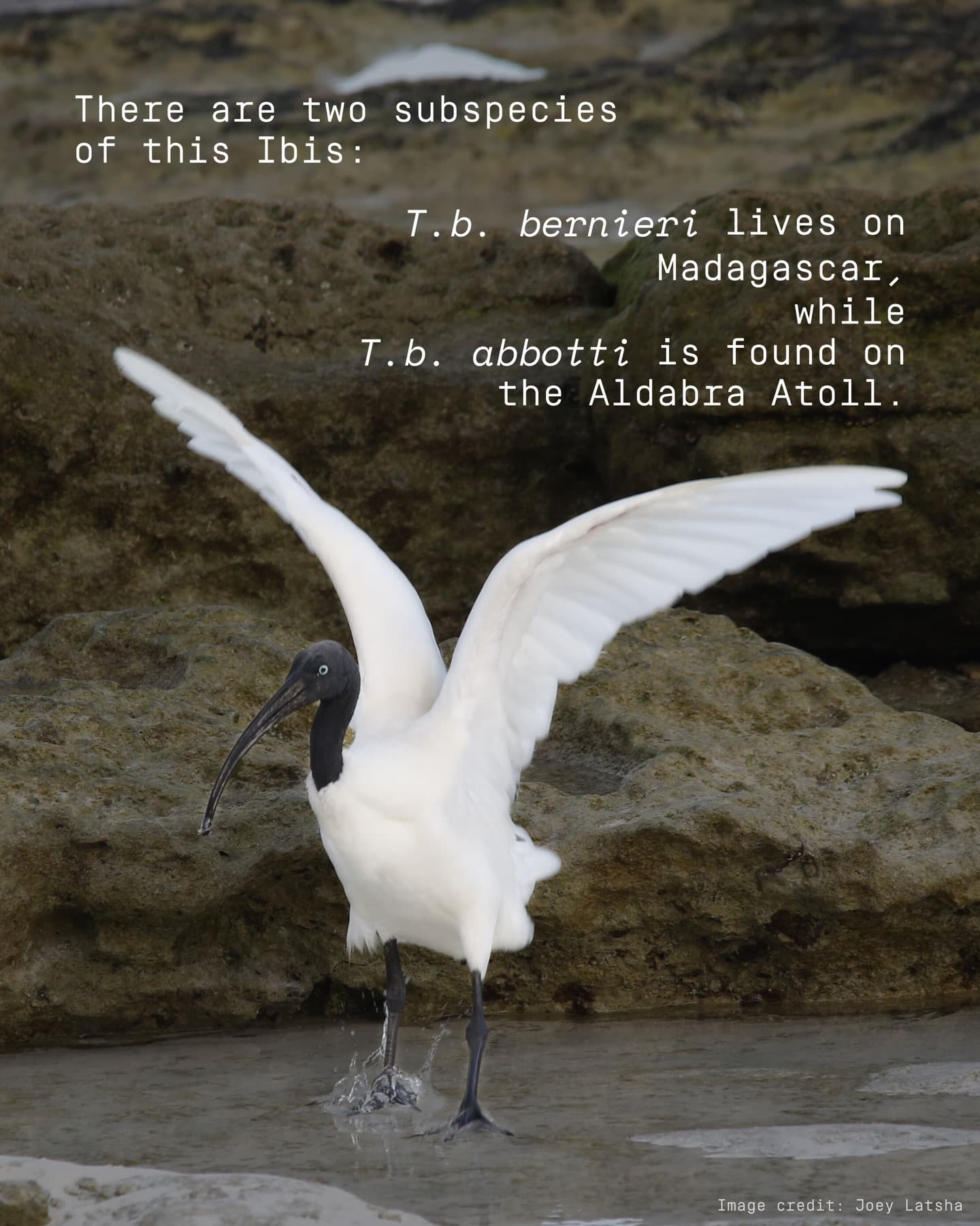 Meet the Malagasy sacred ibis! (2/4)