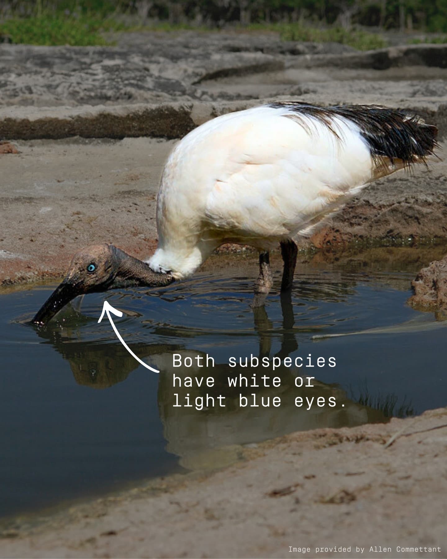 Meet the Malagasy sacred ibis! (3/4)