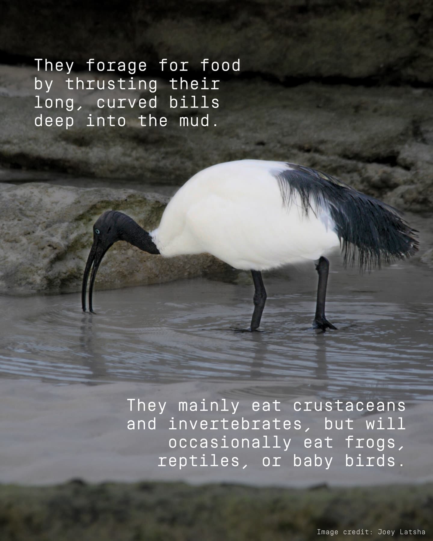 Meet the Malagasy sacred ibis! (4/4)