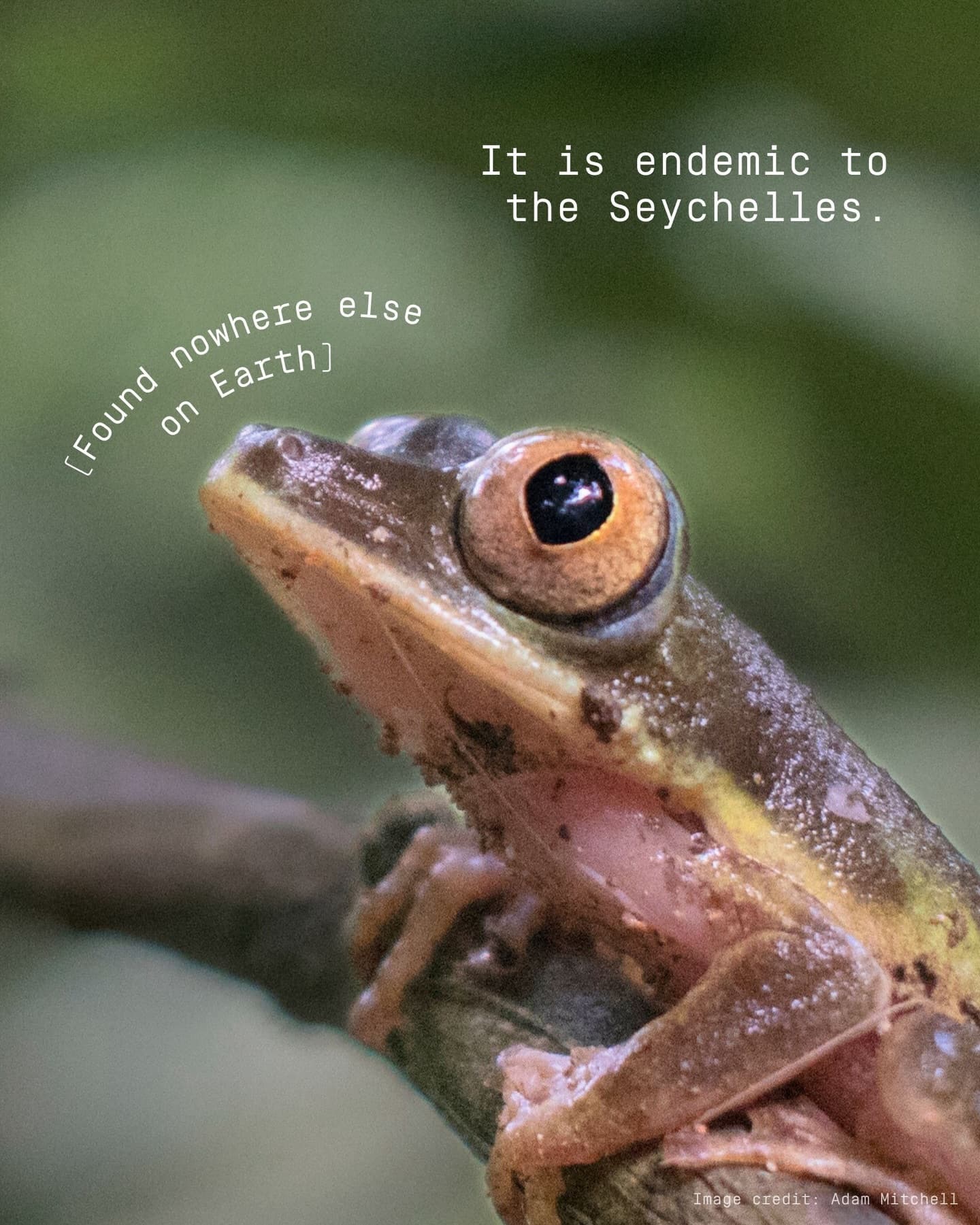 Happy World Frog Day! (2/5)