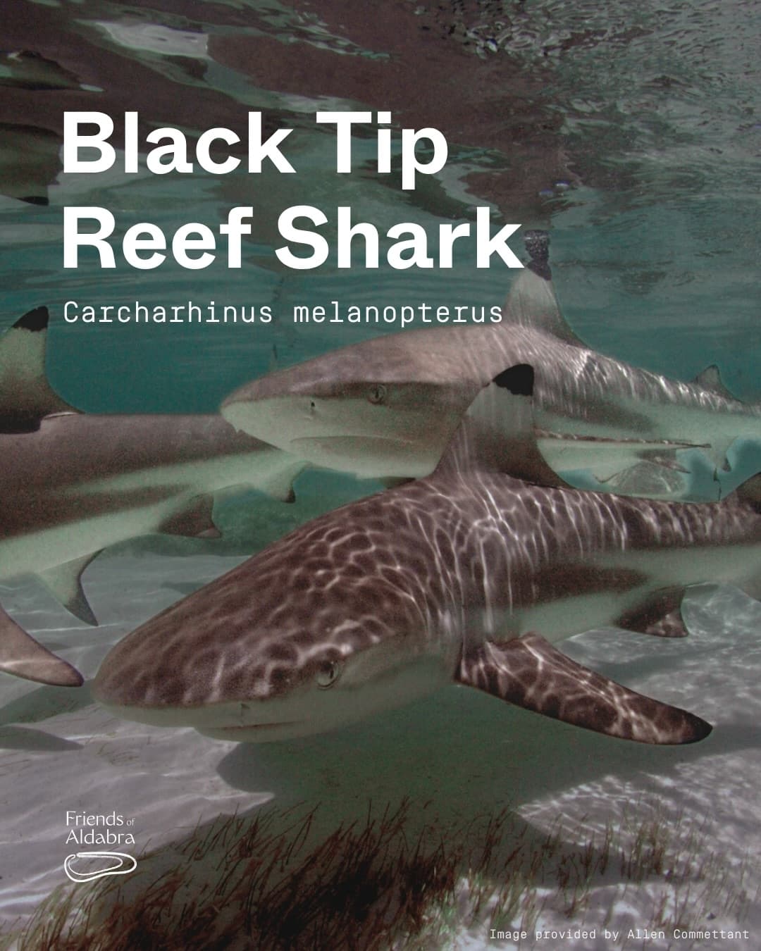 Meet the Blacktip reef shark! (1/4)