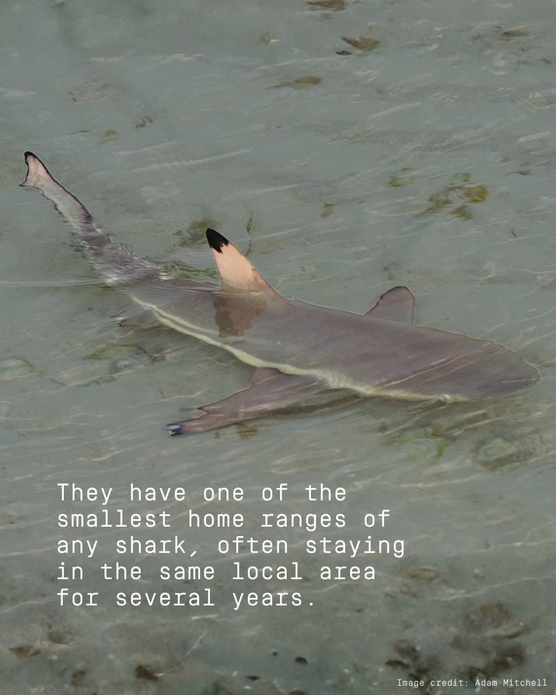 Meet the Blacktip reef shark! (2/4)