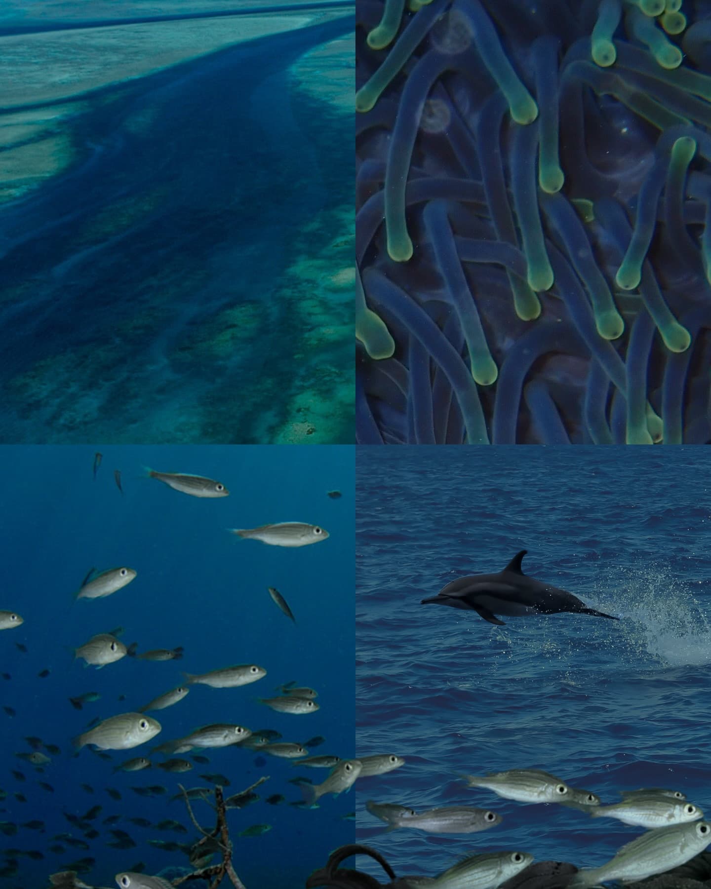 POV: you just discovered the most biodiverse place on earth. (4/6)