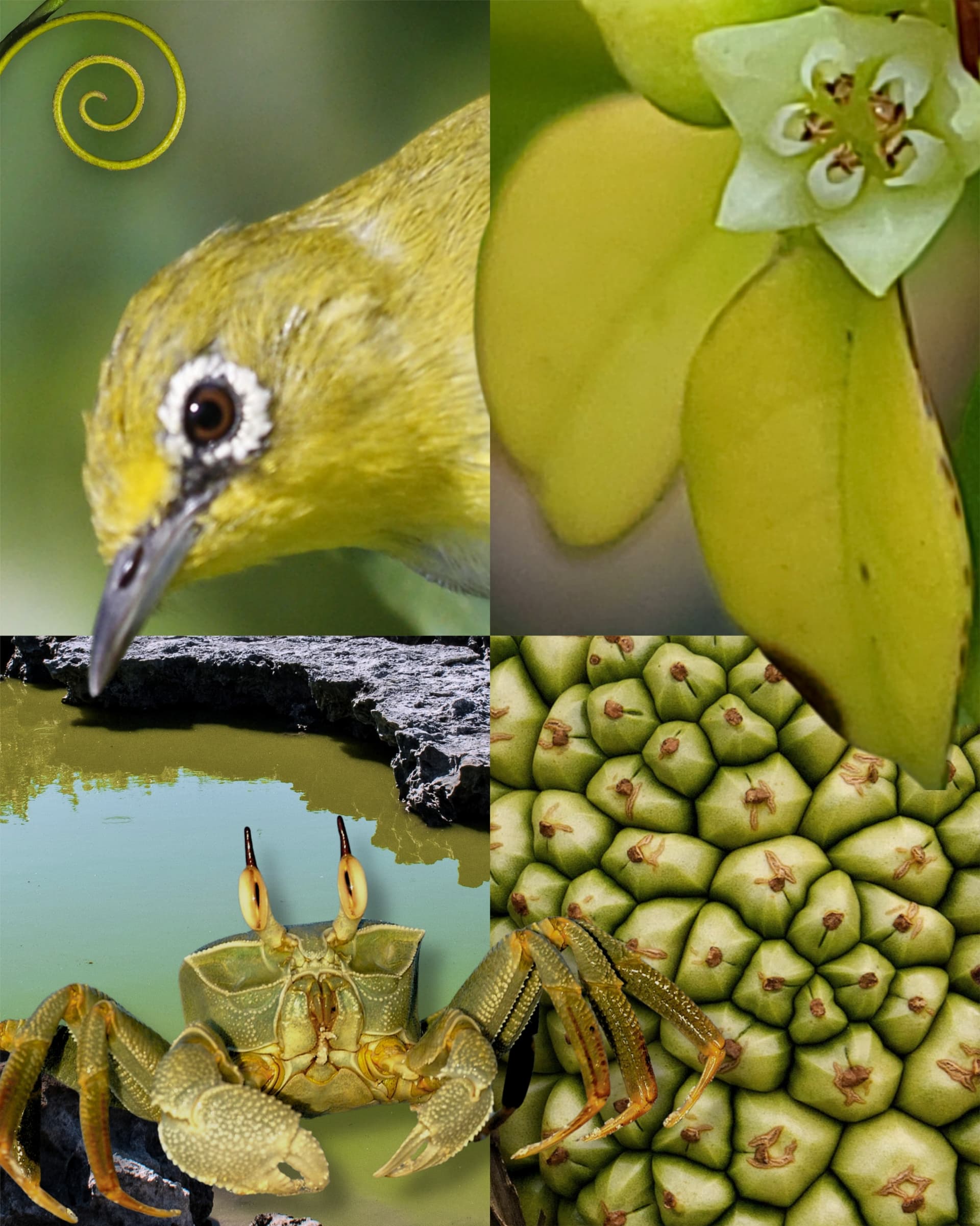 The aesthetic you didn’t know you needed Before moodboards, there was nature. (3/6)