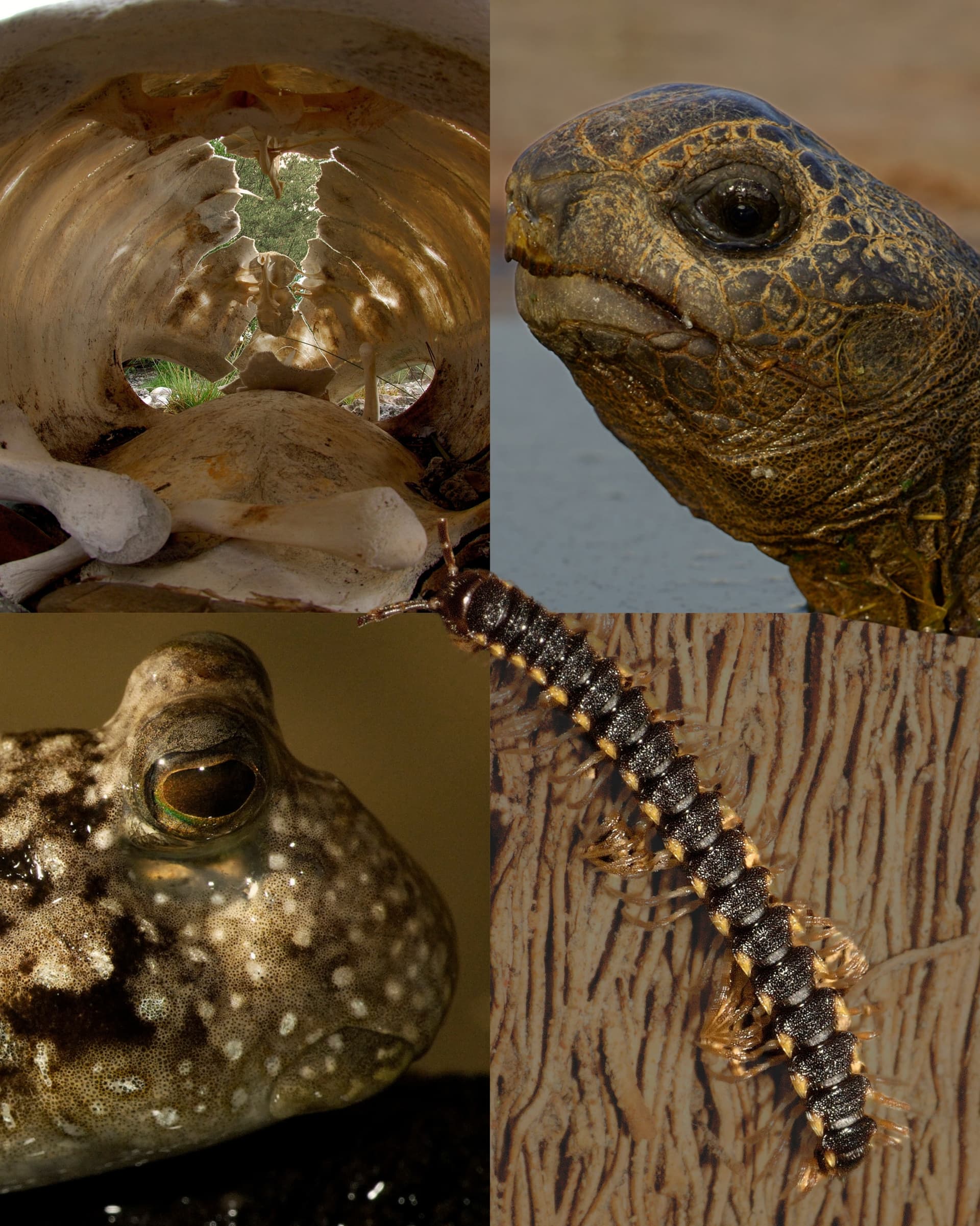 The aesthetic you didn’t know you needed Before moodboards, there was nature. (4/6)