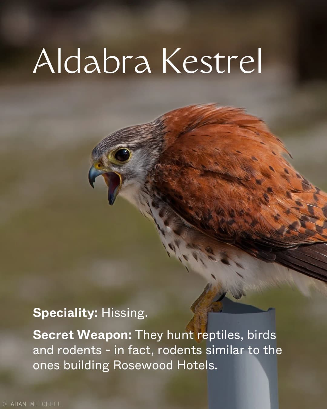 Assomption Island and Aldabra Atoll are home to some of the most extraordinary… (6/9)