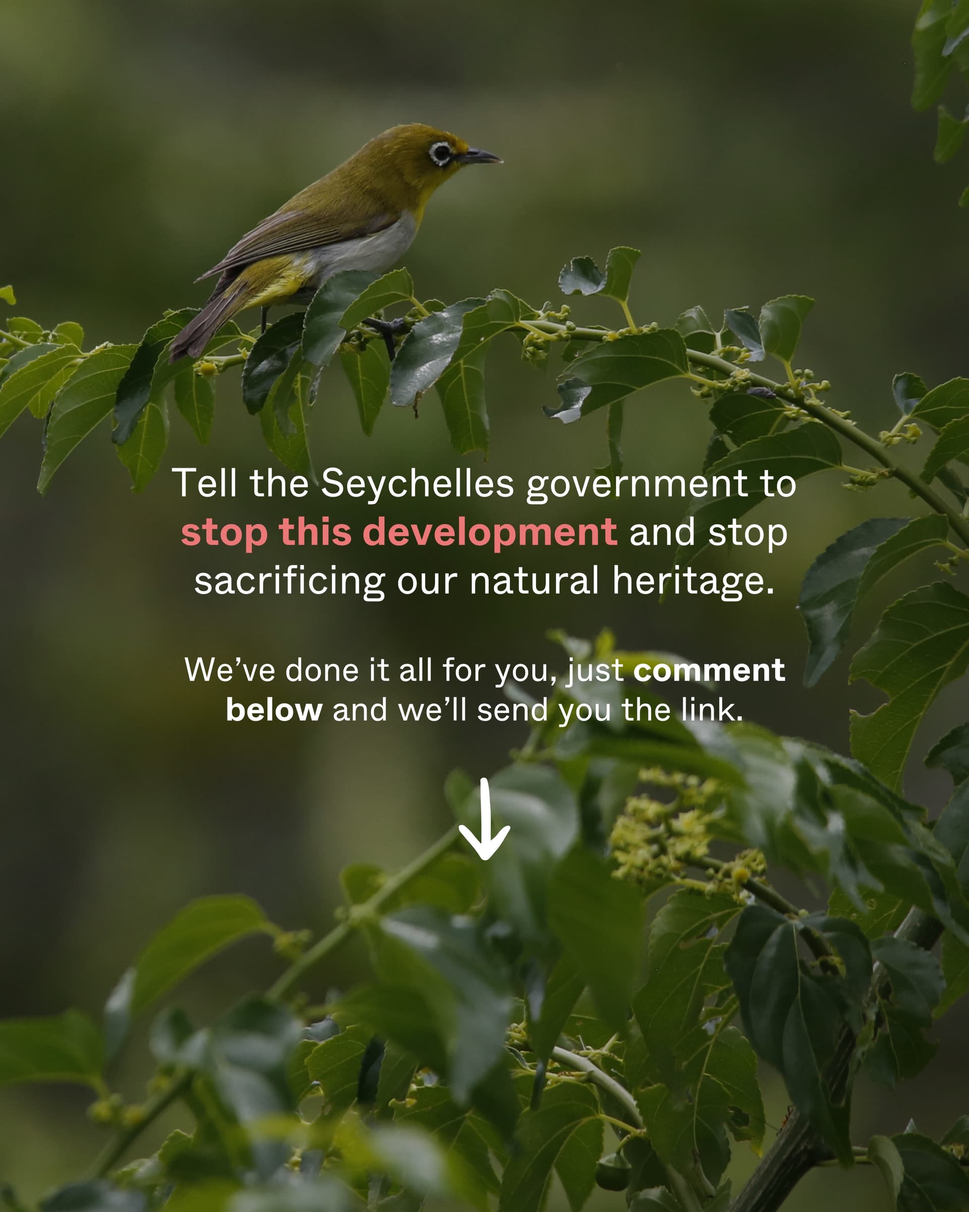 The Seychelles government has been trying to fool its people. (10/10)