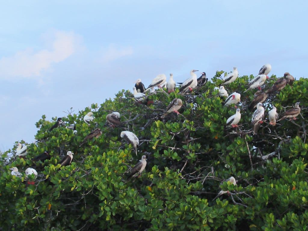 BirdLife Names Aldabra an Important Bird Area