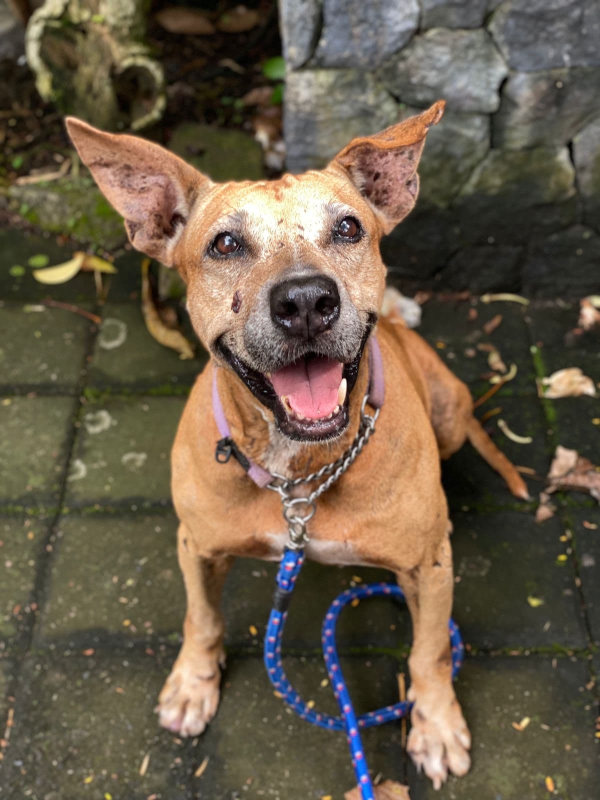 Alina - From super shy to super cuddly - Alina was found on the road, malnourished scar…