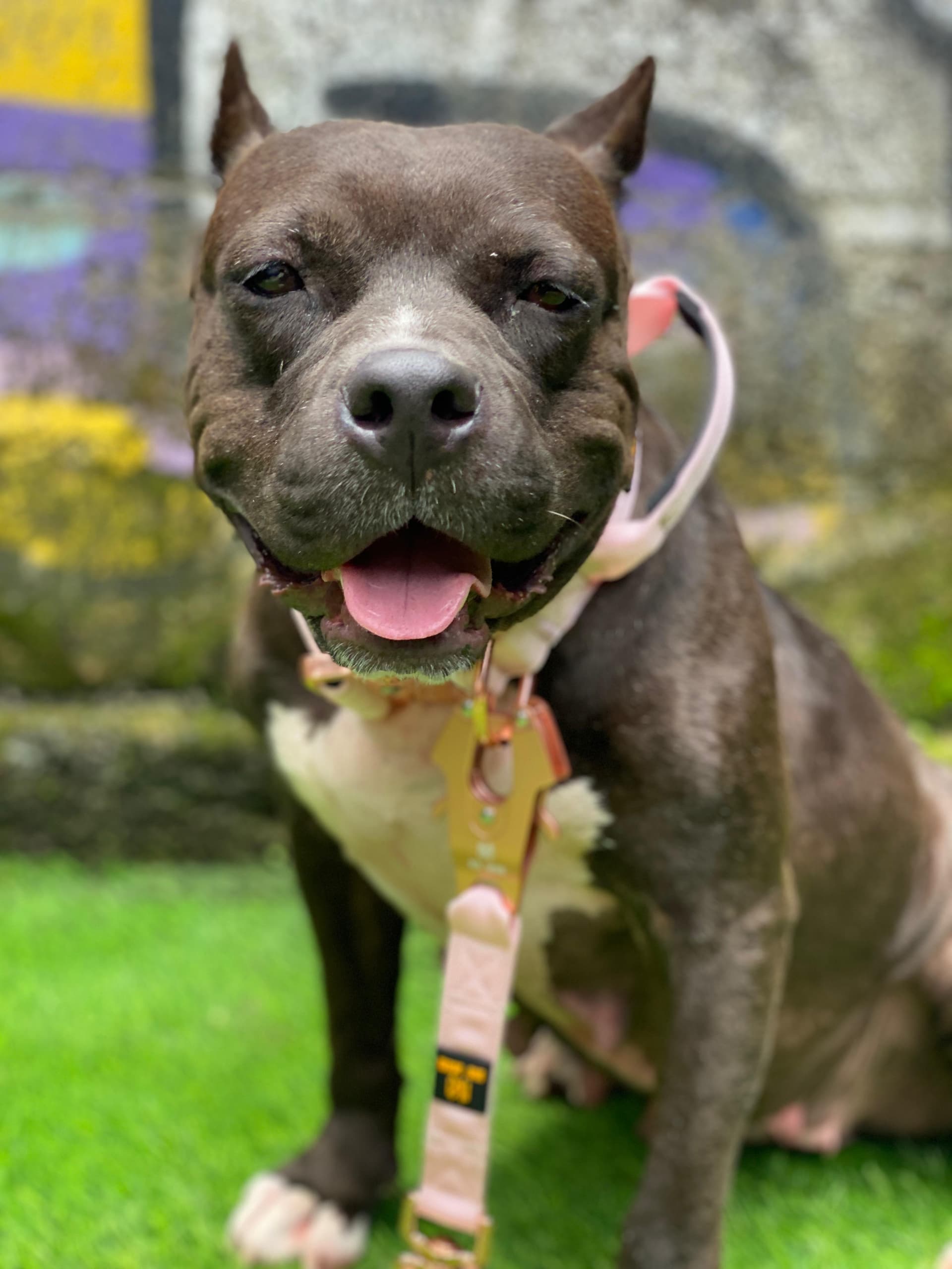 Daisy - from breeding cage to soft bed