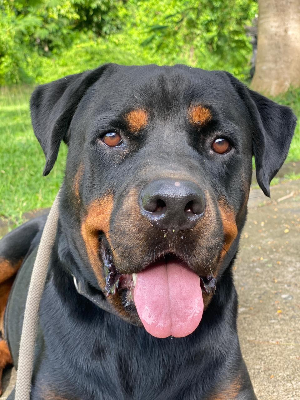 Jafar - from zero trust to a cuddle bug
