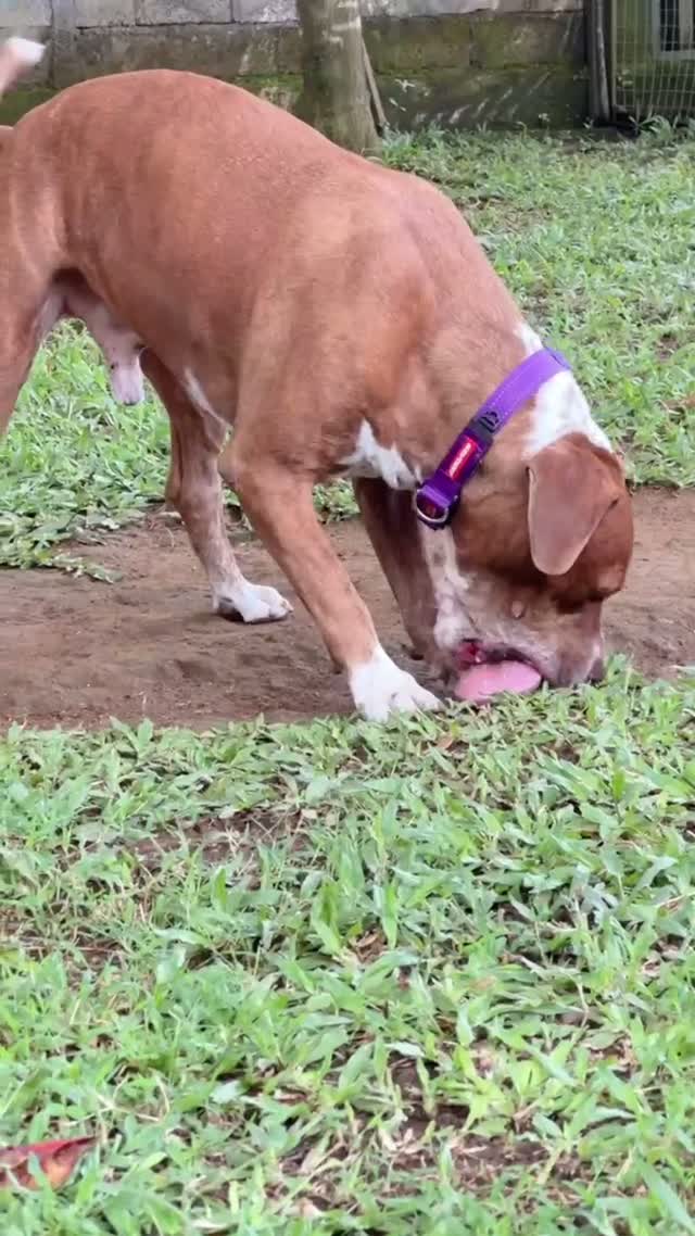 Jamie - Puppy Forever