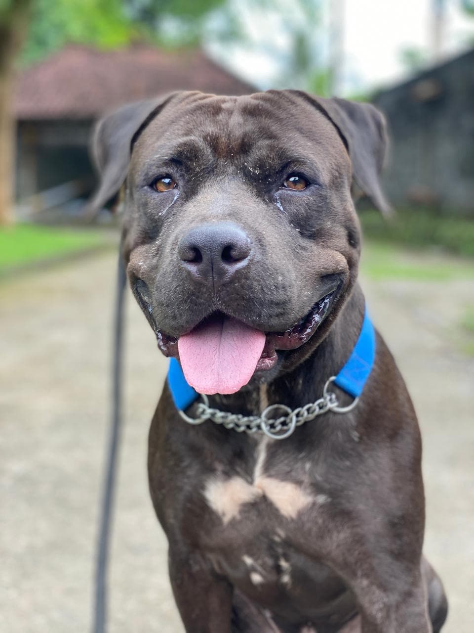Kovu - from a sealed cage to freedom