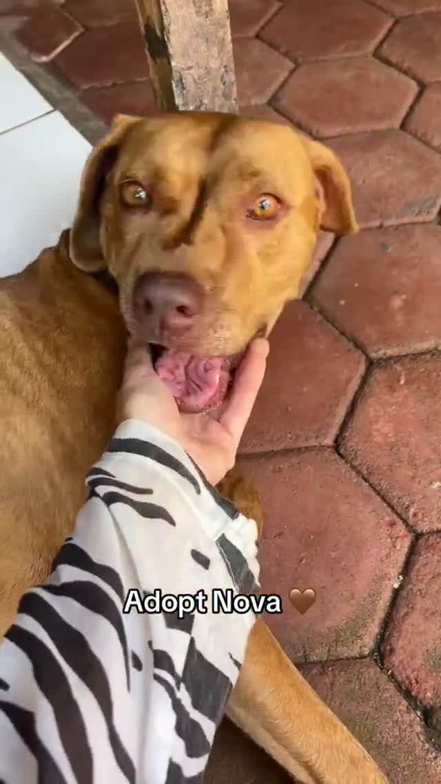 Nova - a very special soul