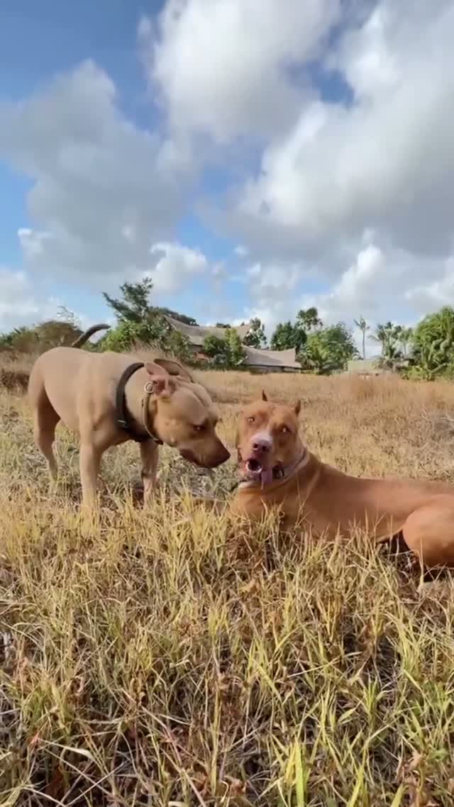 Reggie - The Boy what's surprising us everyday