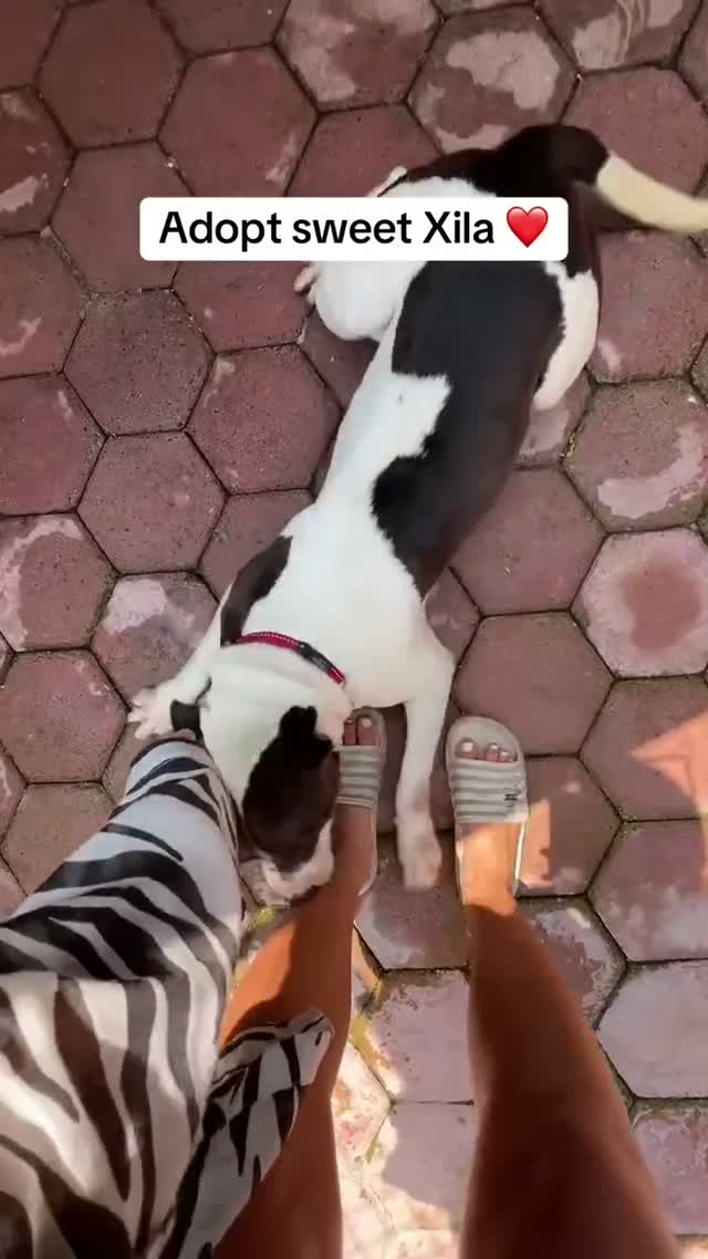 Xila - The girl who never stops wagging