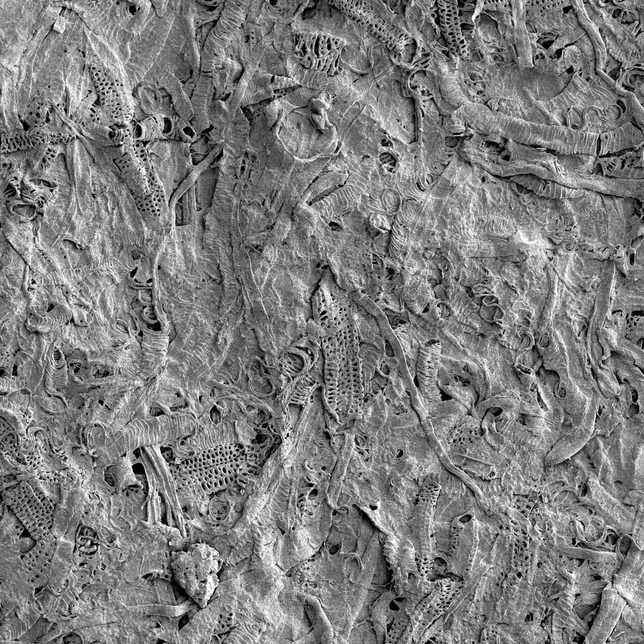 Scanning electron image of handmade paper from barrel cactus fibers - 100x
