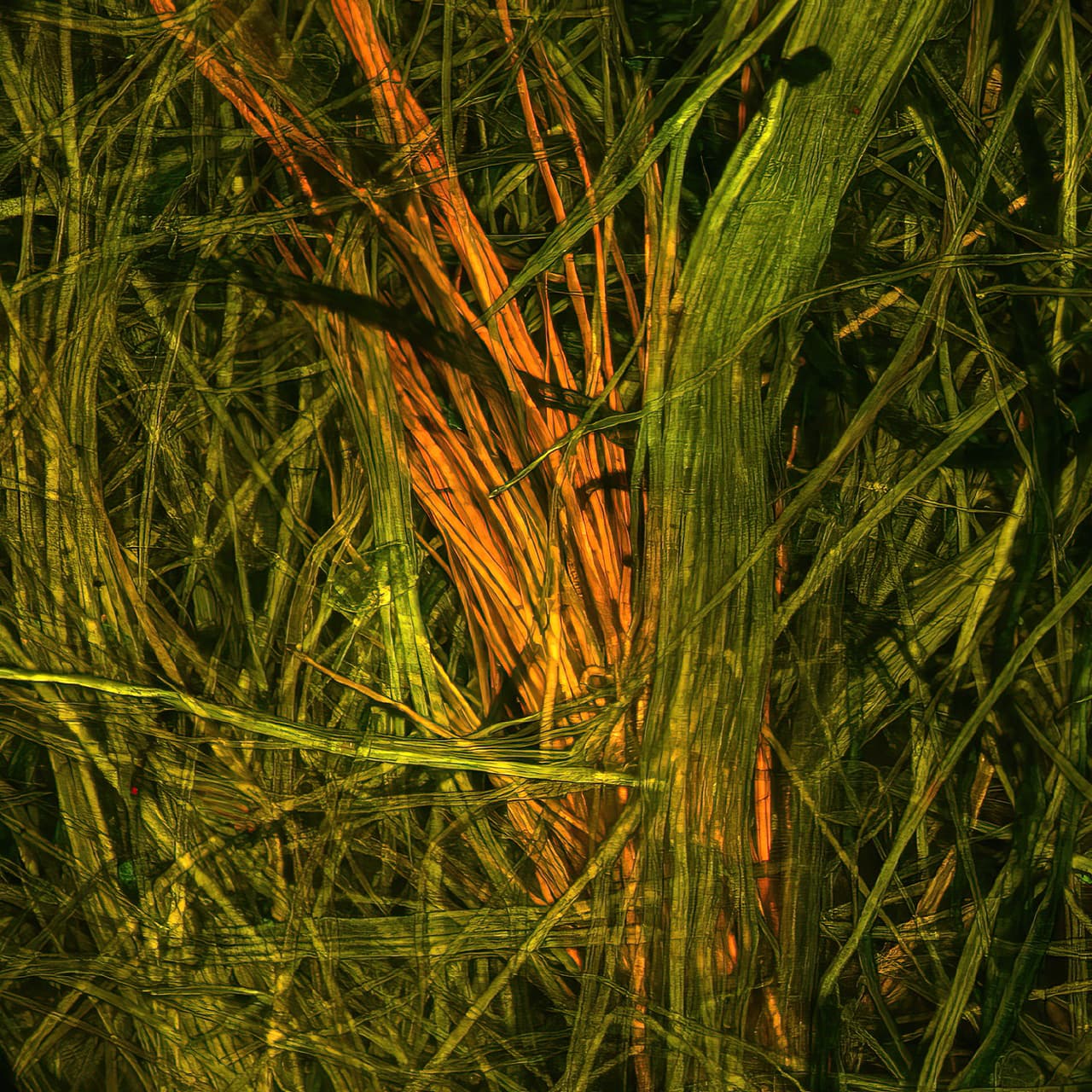 Cattail-handmade-paper-1280