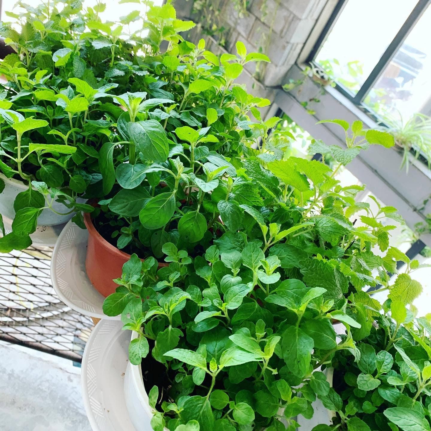 Herbs available at Bridges Danang🌿 (2 of 4)
