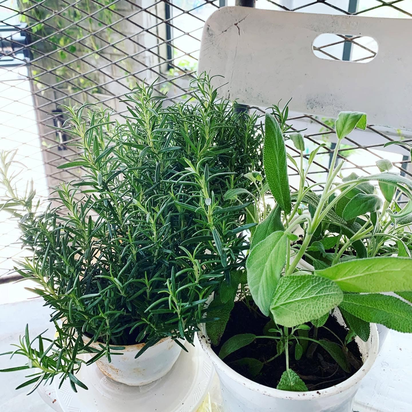 Herbs available at Bridges Danang🌿 (3 of 4)