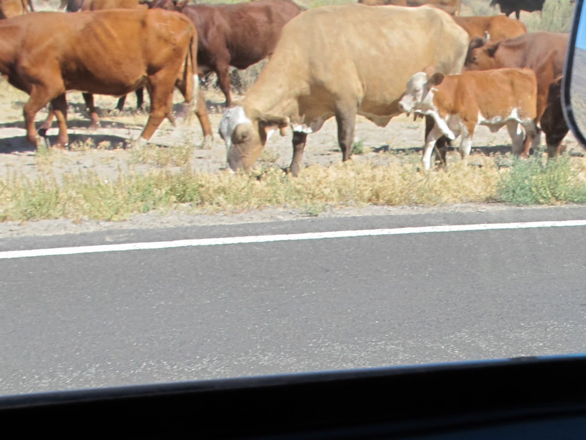 The cattle drive on the highway · 3/9