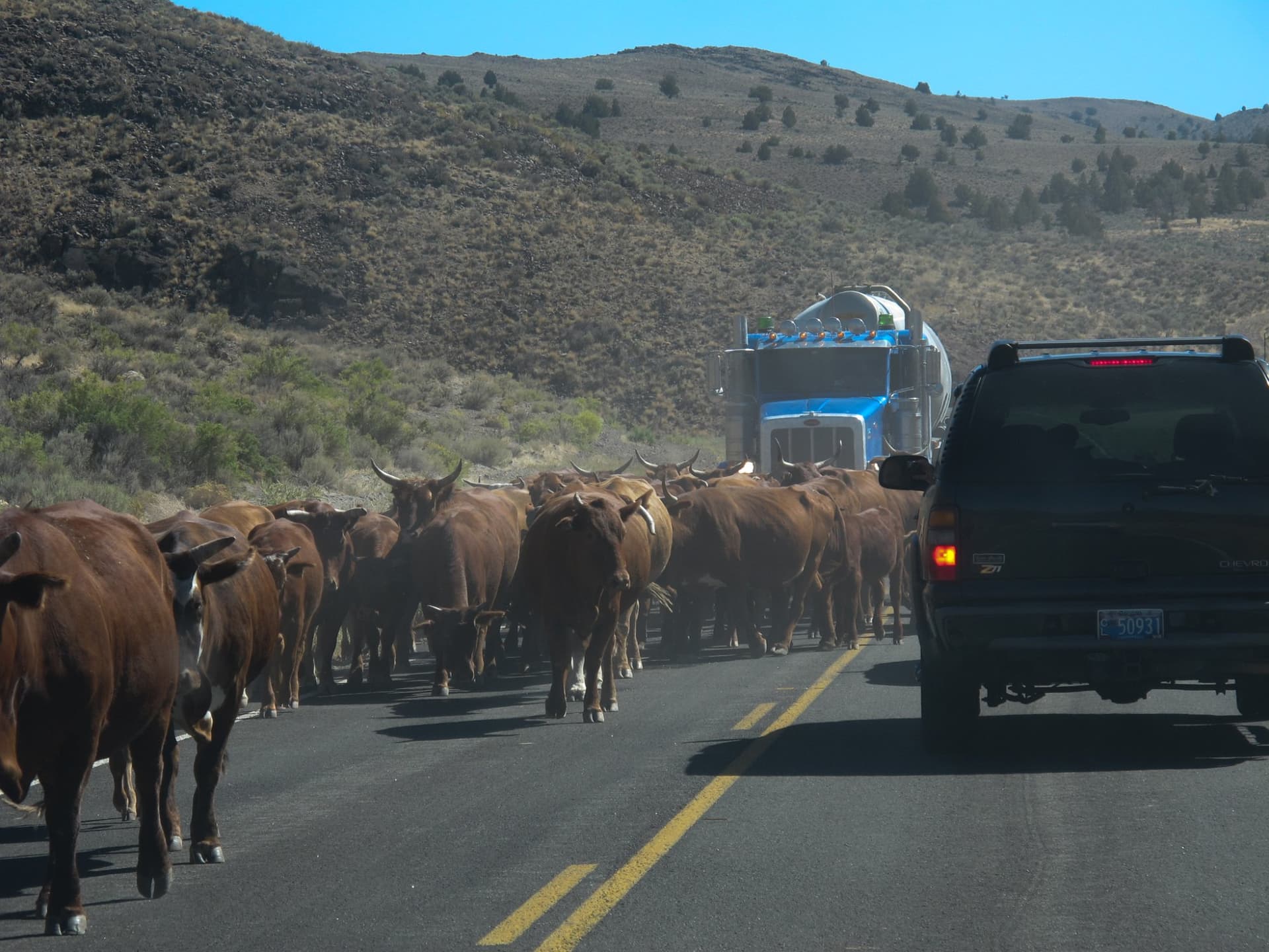 The cattle drive on the highway · 4/9