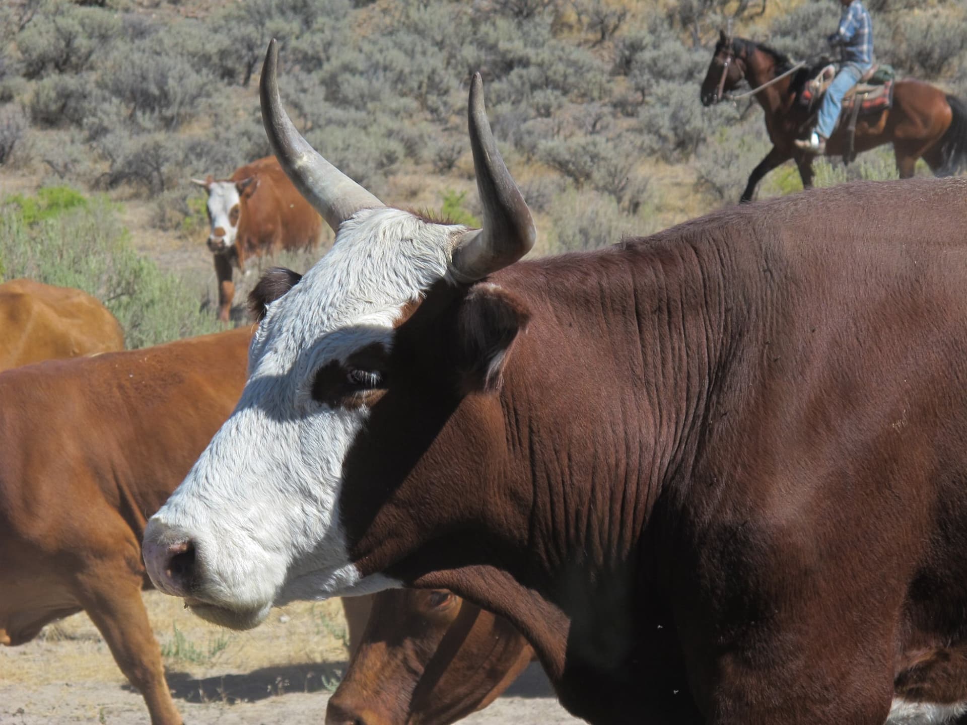 The cattle drive on the highway · 5/9