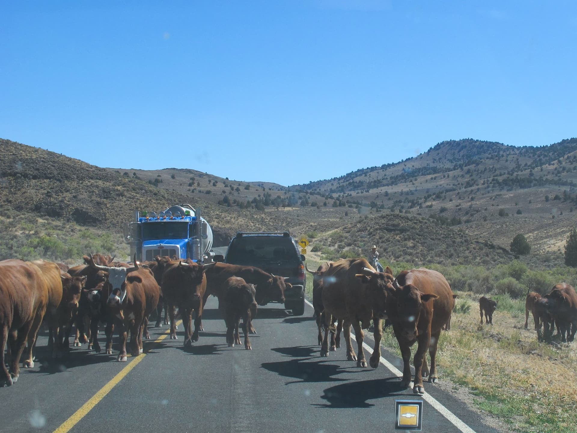 The cattle drive on the highway · 6/9
