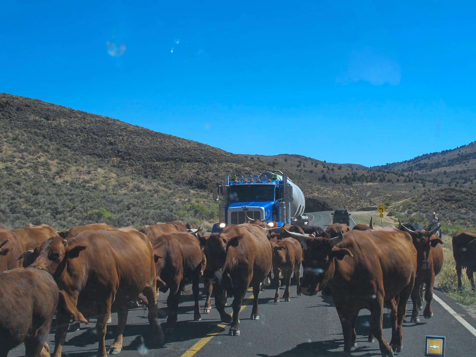The cattle drive on the highway · 7/9