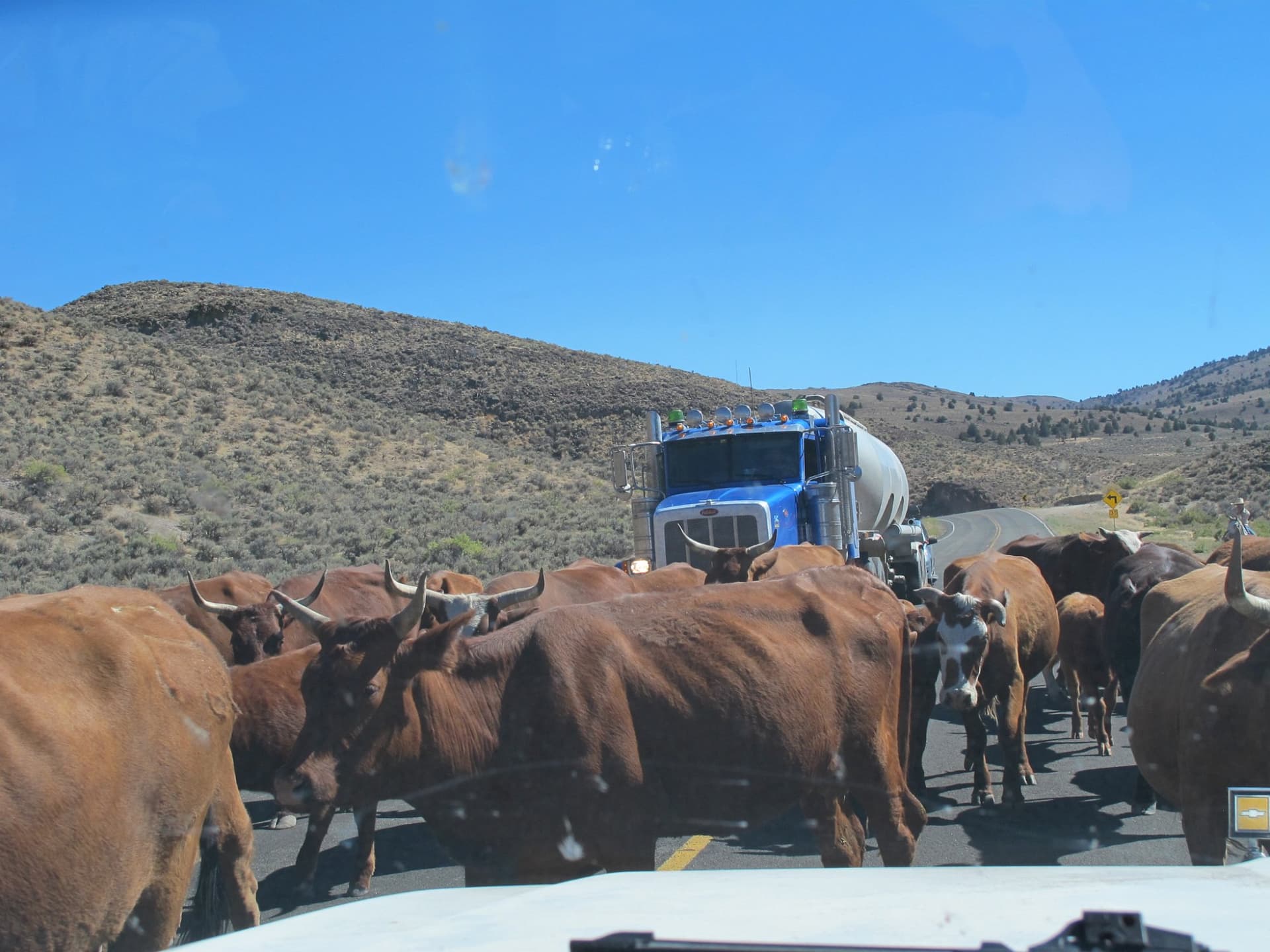 The cattle drive on the highway · 8/9