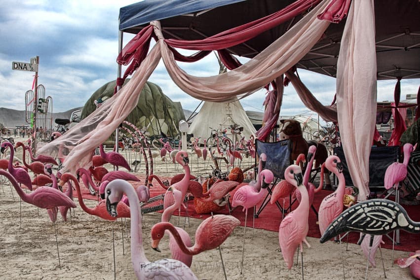 Pink flamingo camp under draped tent