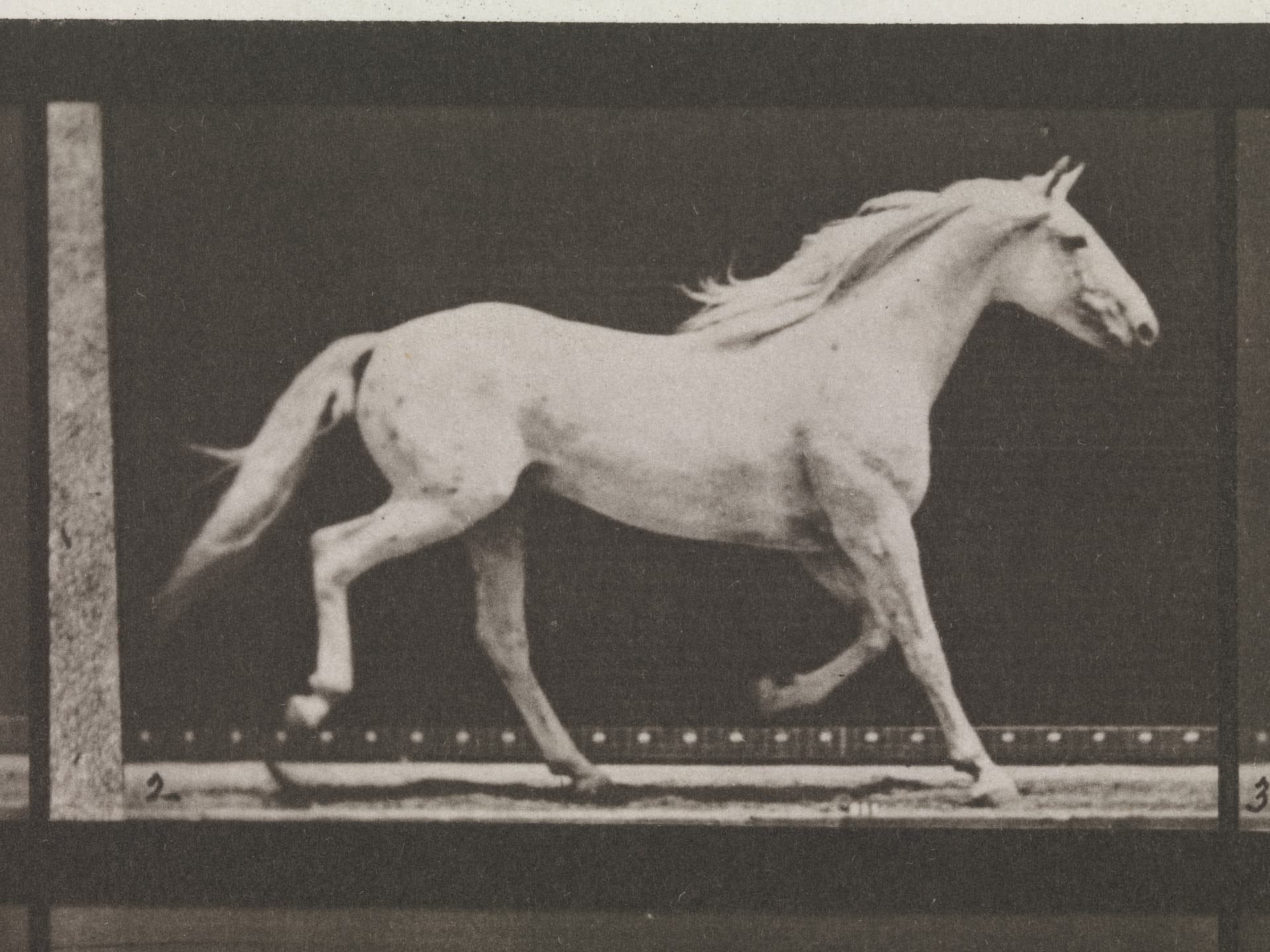 Muybridge's motion studies (1887) (2 of 4)