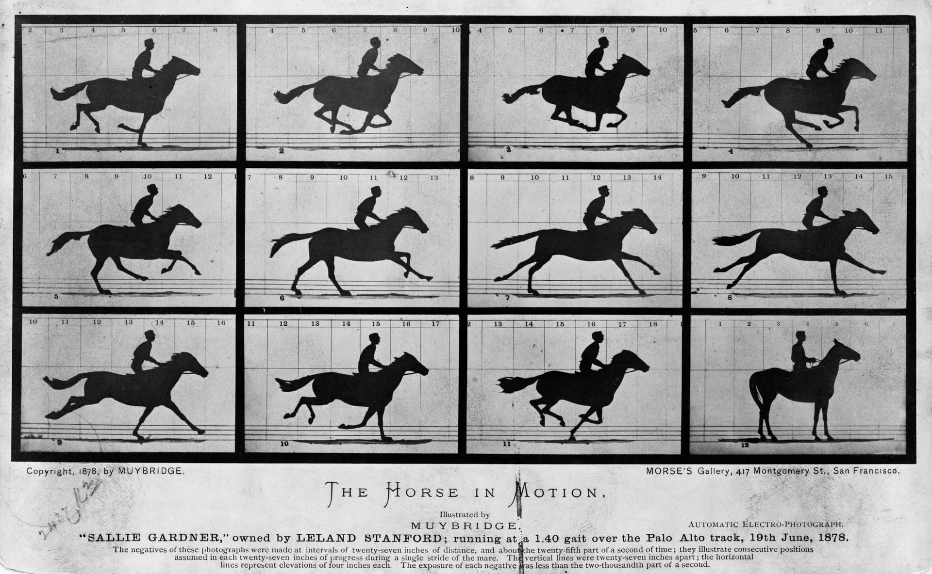 Muybridge's galloping horse (1878) (1878) (4 of 4)