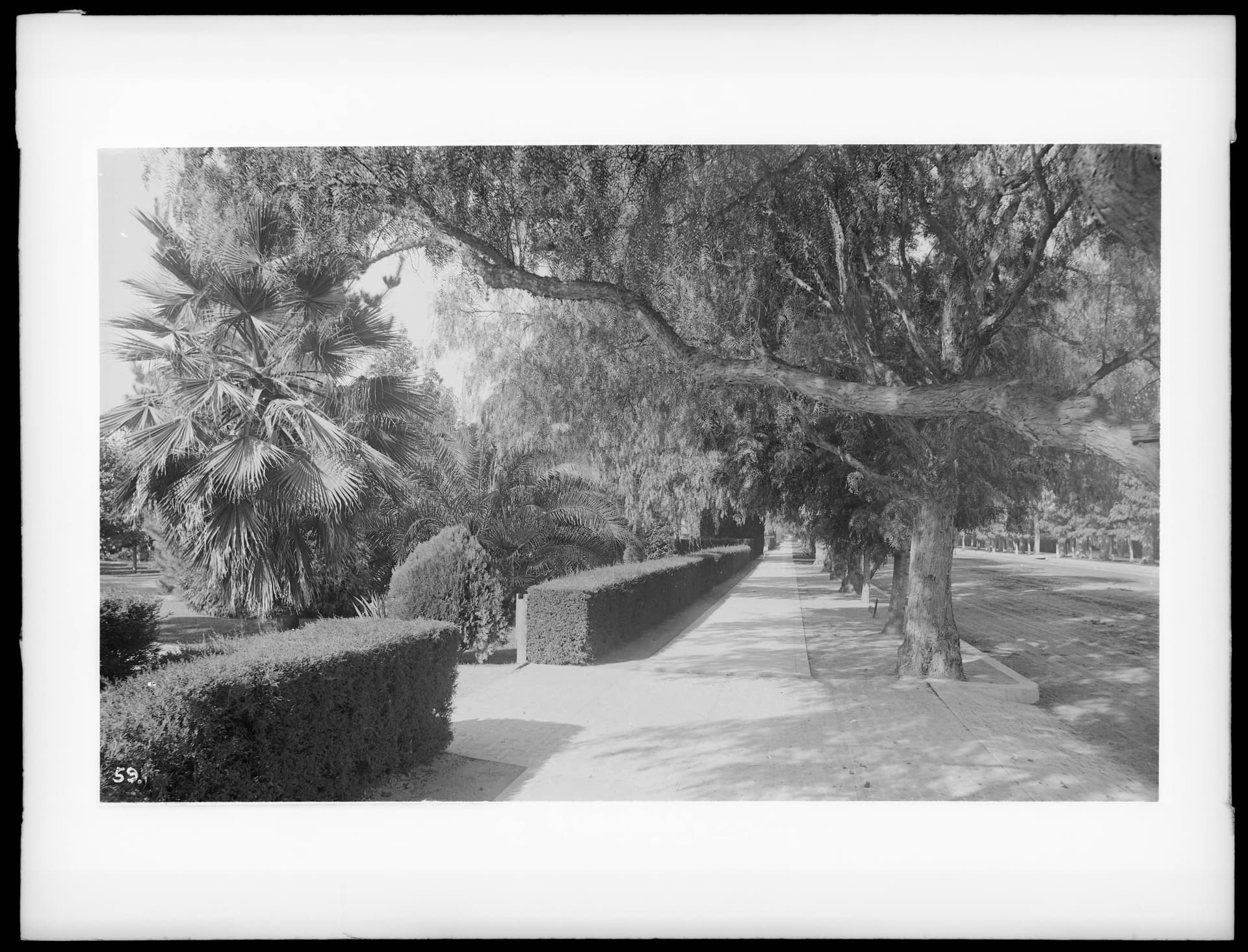 Adams Boulevard looking west from Severance Street, Los Angeles, ca.1895-1900 ()