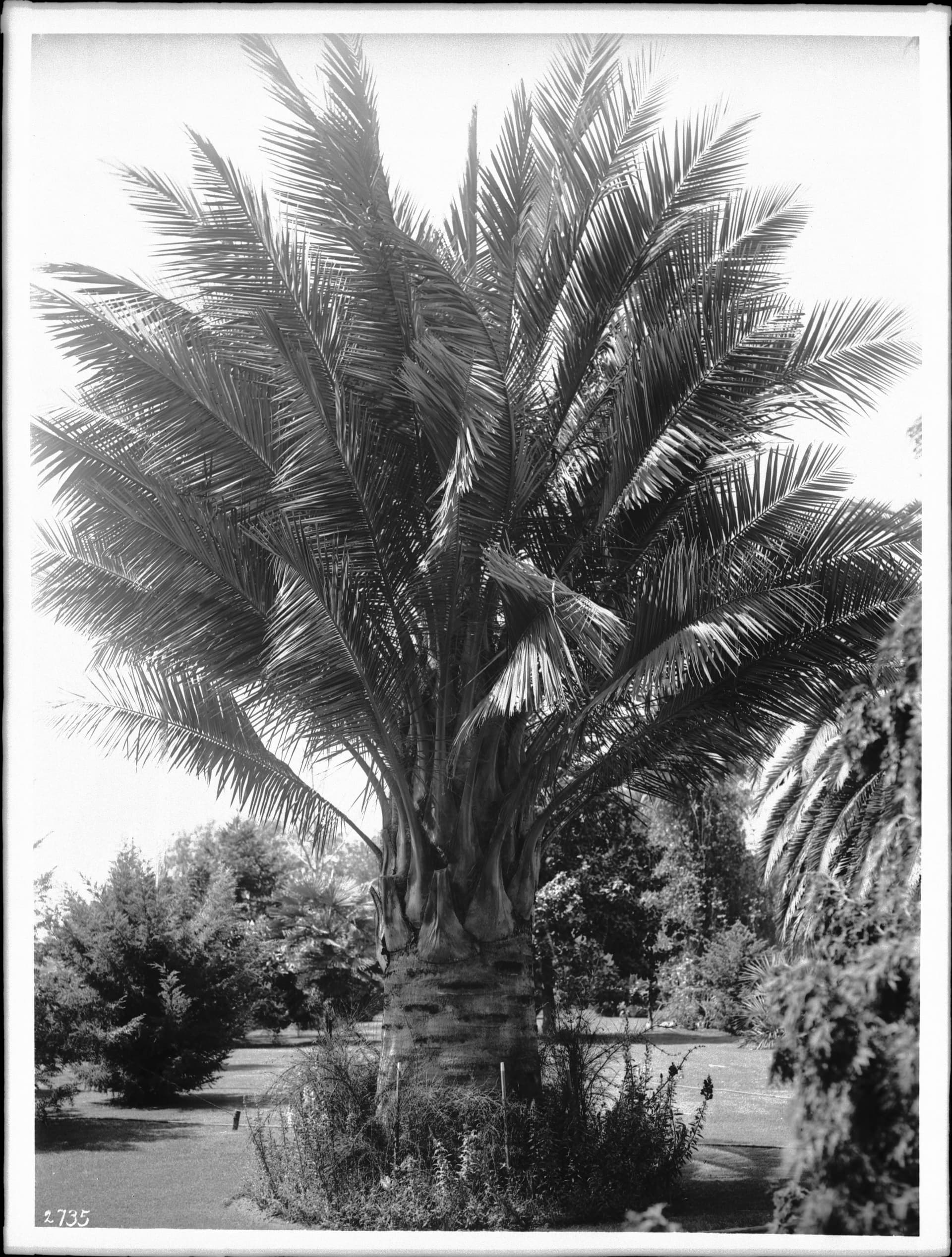 A big palm tree at the residence of Homer Laughlin, Adams Boulevard, Los Angeles