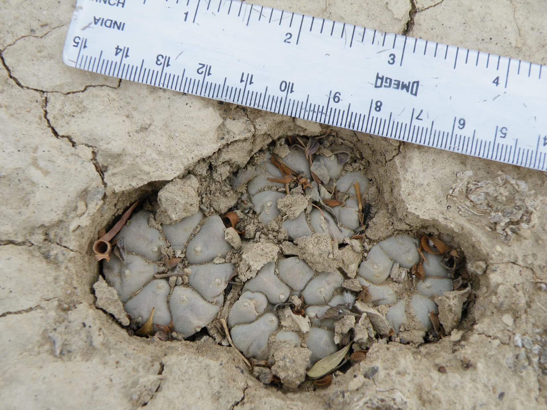 Wild peyote growing in the Coahuila desert