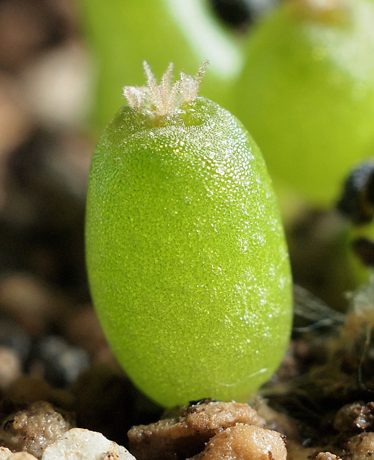 Peyote seedlings in close-up