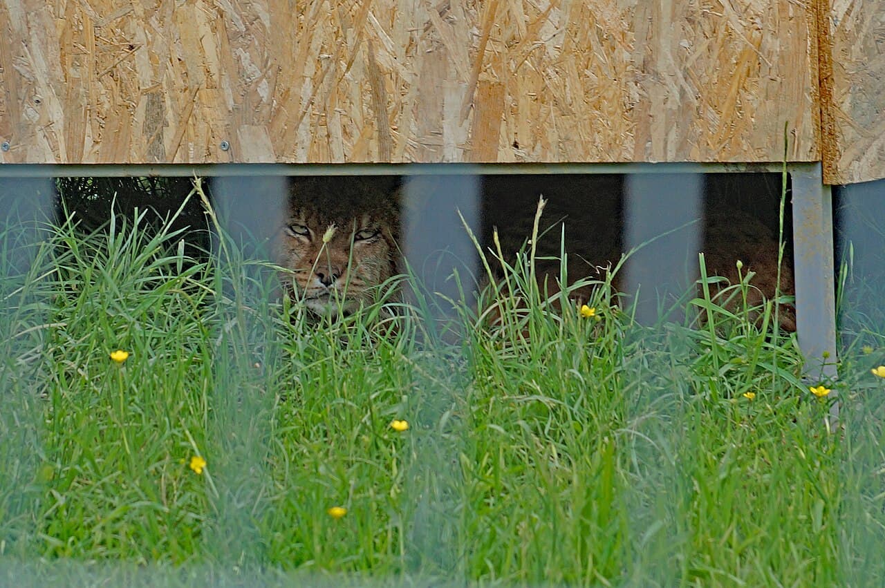 The Balkan lynx - riverside ghost