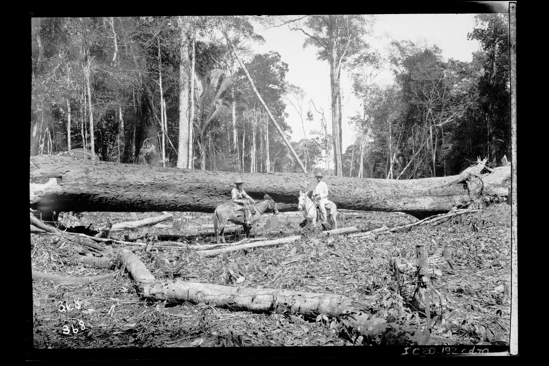 Clearing for the Madeira-Mamoré Railway