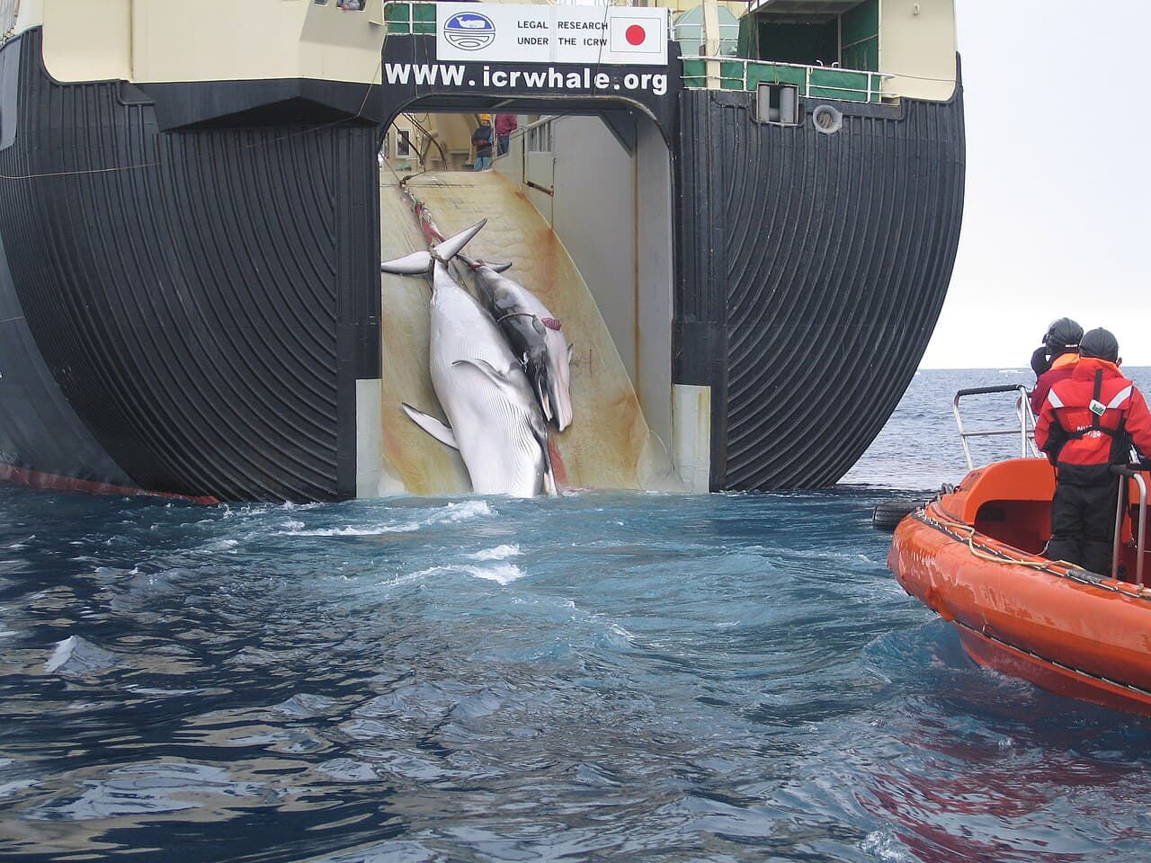 ICJ rules Japanese Antarctic whaling illegal