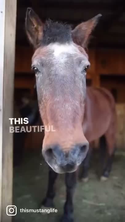 Our beloved Arnie, one of Wild Lands Wild Horses’ treasured seniors, is no longer with a sponsor. This handsom
