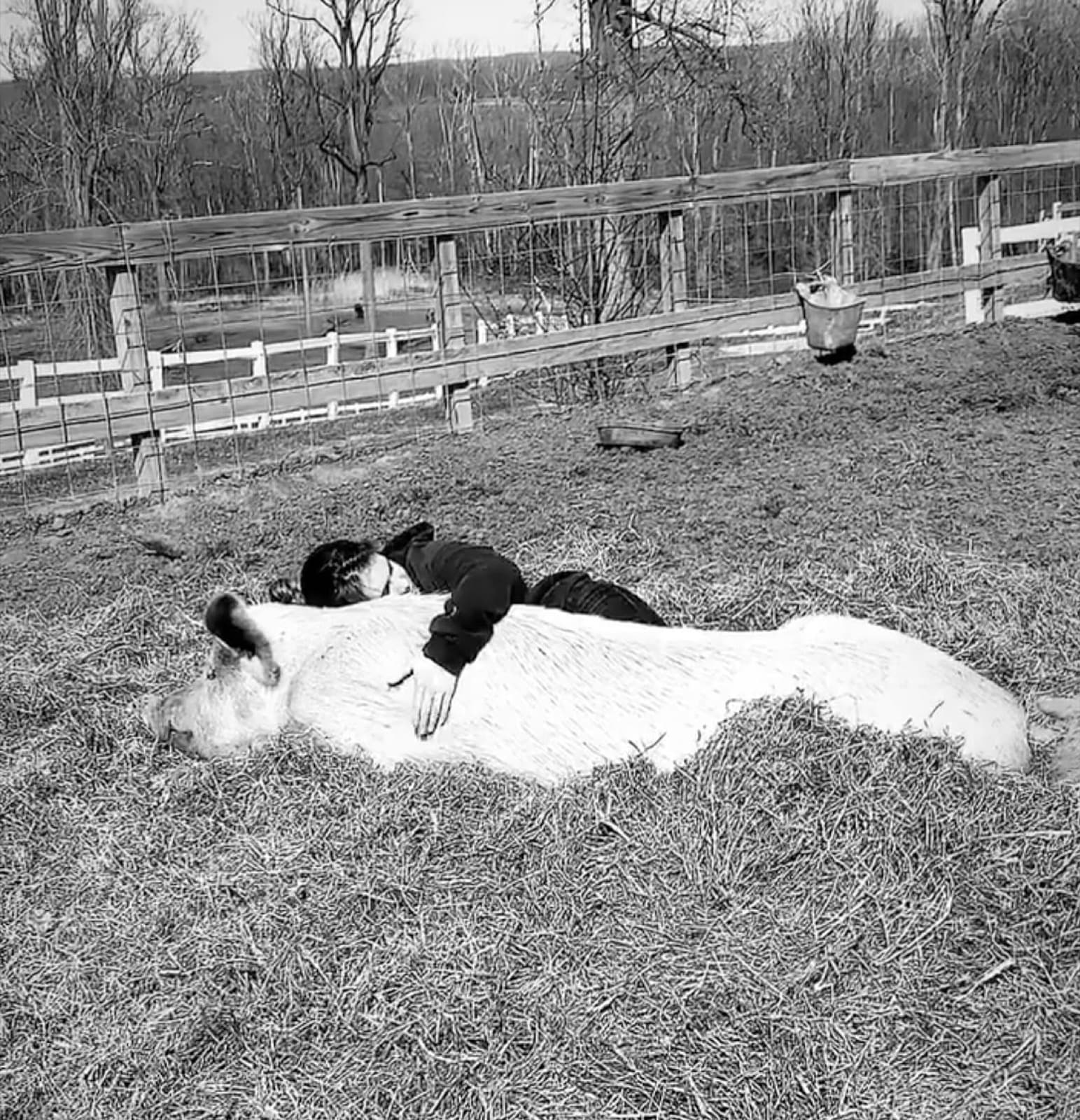 I know I don’t talk about the pigs very often, I assume most of you are here for the horse updates. But today,